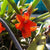 ORQUÍDEA CERATOSTYLIS RUBRA