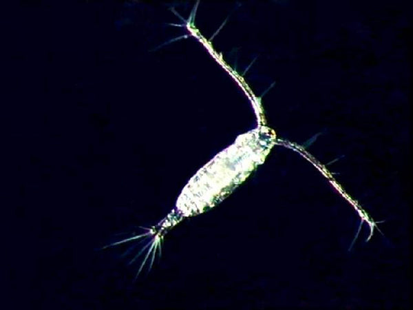Copépodos Tisbe