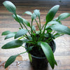 CRYPTOCORYNE NEVELLII