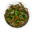 Cryptocoryne wendtii "rubella" In vitro
