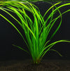 CYPERUS HELFERI