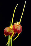 ORQUIDEA MASDEVALLIA SCITULA