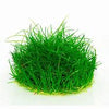 ELEOCHARIS PARVULA IN VITRO