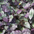 HEMIGRAPHIS COLORATA
