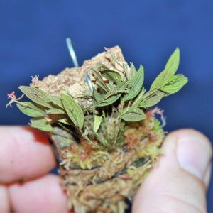 LEPANTHES HEXAPUS