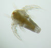 Nauplio de Artemia