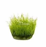 LEPTODICTYUM RIPARIUM IN VITRO