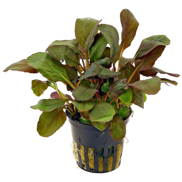 LOBELIA CARDINALIS RED