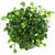 MARSILEA HIRSUTA IN VITRO