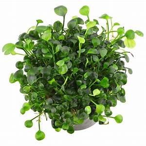 MARSILEA HIRSUTA IN VITRO