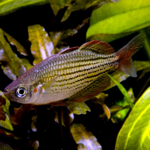 MELANOTAENIA MACCULLOCHI