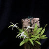 ORQUÍDEA MASDEVALLIA MINUTA