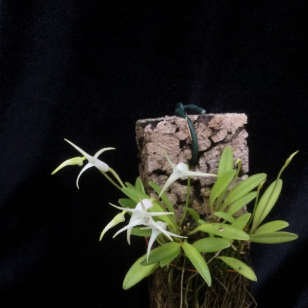 ORQUÍDEA MASDEVALLIA MINUTA