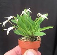 ORQUÍDEA MASDEVALLIA MINUTA