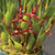 ORQUÍDEA MAXILLARIA TENUIFOLIA