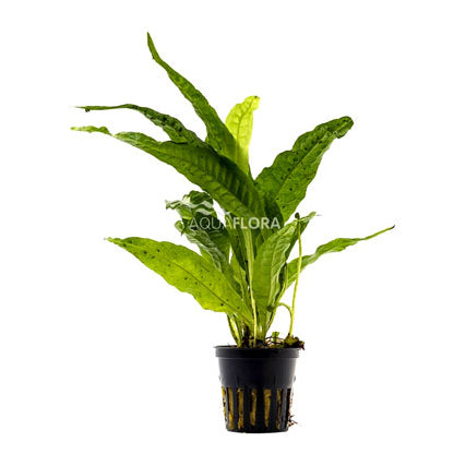 Microsorum Pteropus en Maceta