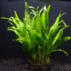 MICROSORIUM PTEROPUS MINI