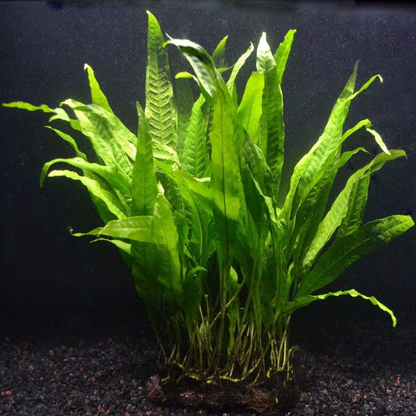 MICROSORIUM PTEROPUS