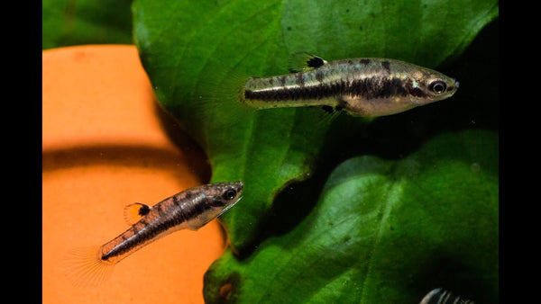 Heterandria Formosa