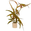 PERSICARIA PRAETEMISSA RUBY