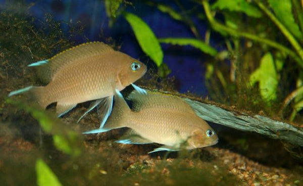 Neolamprologus Marunguensis