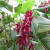ORQUÍDEA PLEUROTHALLIS ROWLEEI