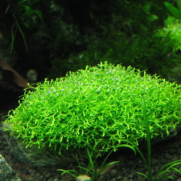 RICCIA FLUITANS IN VITRO