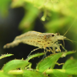 CARIDINA MULTIDENTATA (GAMBA AMANO)