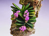 ORQUIDEA SCHOENORCHIS FRAGANS
