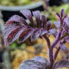 SOLANUM ULEANUM