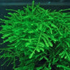 TAXIPHILLUM SP. SPIKY MOSS