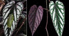 CISSUS DISCOLOR