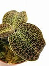 MACODES SANDERIANA X LIMII