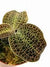MACODES SANDERIANA X LIMII