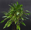 PLEUROTHALLIS RUSCIFOLIA