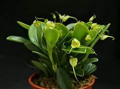MASDEVALLIA NIDIFICA