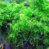 VESICULARIA FERRIEI