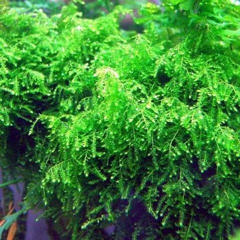 VESICULARIA FERRIEI
