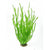 Vallisneria Retrospiralis
