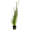 VALLISNERIA SPIRALIS