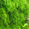 VESICULARIA MONTAGNEI
