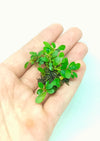 BUCEPHALANDRA MINI COIN