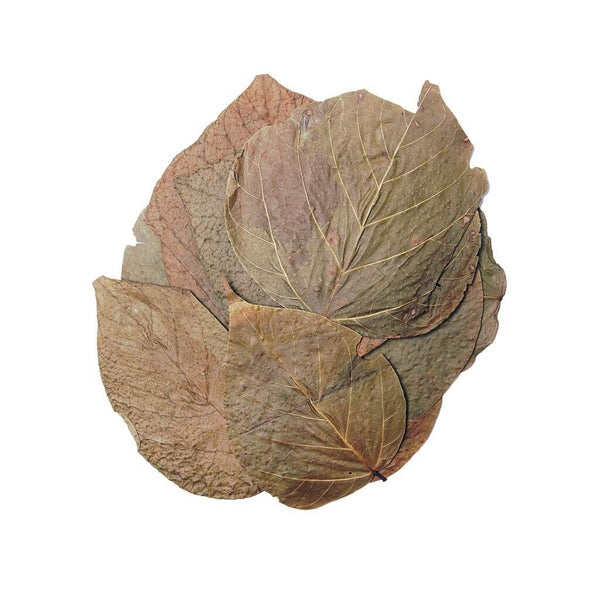 Hojas Davap leaves