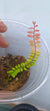 MARCGRAVIA SP. LIMON