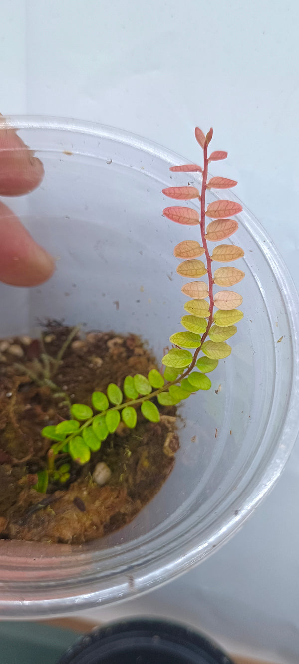 MARCGRAVIA SP. LIMON