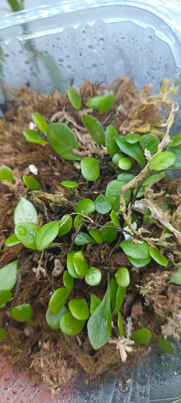 LEMMAPHYLLUM MICROPHYLLUM