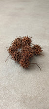 SEMILLA DELIQUIDAMBAR