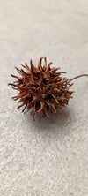 SEMILLA DELIQUIDAMBAR