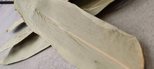HOJAS DE BAMBU XL