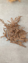 HOJAS DE HELECHO (PTERIDIUM AQUILUM)